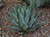 Agave King Ferdinand 15G
