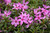 Creeping Phlox 'Crimson BeauQT