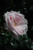 Rose CLMG 'New Dawn' 5G