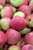 Apple 'Pink Lady' 5G