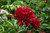 Peony 'Command Performance' 1G