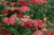 Achillea 'Paprika' QT