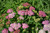 Achillea D/E 'Deep Rose' 1G