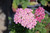 Achillea D/E 'Deep Rose' 1G