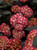 Hydrangea m. 'Eclipse' 3G
