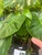 Philodendron Monstera  8in