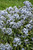 Amsonia 'Storm Cloud' 1GPW