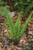 Fern 'Deer' 1G