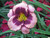 Daylily 'Daring Deception' R/B