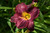 Daylily 'Nosferatu' 1GPW Daylily 'Nosferatu' 1GPW