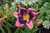 Daylily 'Storm Shelt' R/B 1GPW Daylily 'Storm Shelt' R/B 1GPW