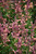 Agastache 'Mango Tango' 1G