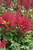 Astilbe 'Lowlands Ruby Red' 1G