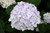 Hydrangea m. 'Blushing Bride8i