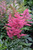 Astilbe 'Younique Cerise' 1G