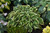 Hosta 'Voices in the Wind'1GPW