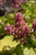 Heuchera 'Timeless Glow' 1G