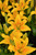 Lilium 'Tiny Bee' 1G