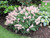 Astilbe 'Peach Blossom' 1G