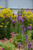 Liatris 'Kobold' 1G