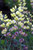 Baptisia 'Pink Lemonade' 2GPW