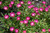 Ice Plant 'Dancing Ember' 1GPW