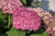 Hydrangea ar. 'Invincib Mini2P