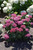 Hydrangea ar. 'Invincib Mini2P