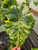 Alocasia 'Portodora' variegate