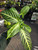 Caladium lindenii 4in