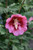 Rose of Sharon 'Red Pillar'3PW