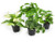 Pothos Asst 6in