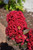 Crape Myrtle 'Dble Dynamite'7G