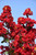 Crape Myrtle 'Dble Dynamite'7G