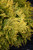 Arborvitae 'Golden Globe' 2G