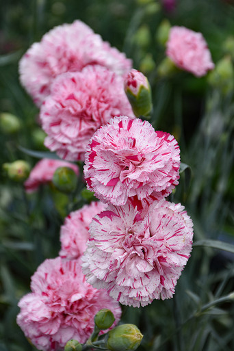 FLOW Enigma 162 ソールガード付き パウダー カービング Dianthus 'Pinball Wizard' 1G - Petal and Pond