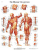 Anatomical Chart STICKYchart Human Musculature 12-4614L Each/1
