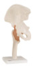 Functional Hip Joint Model 12-4510 Each/1