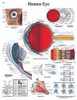 Anatomical Chart Human Eye 20 X 26 Inch Laminated 12-4607L