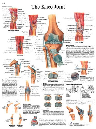 Anatomical Chart Spinal Nerves 550817 Each/1