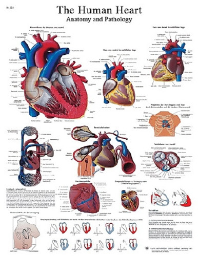 CHART ANATOM HEART LAM D/S EA FABENT 12-4610L Each/1