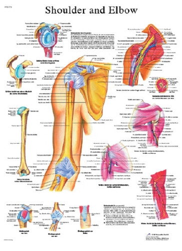 Injection Training Arm Life/form LF00987U Each/1