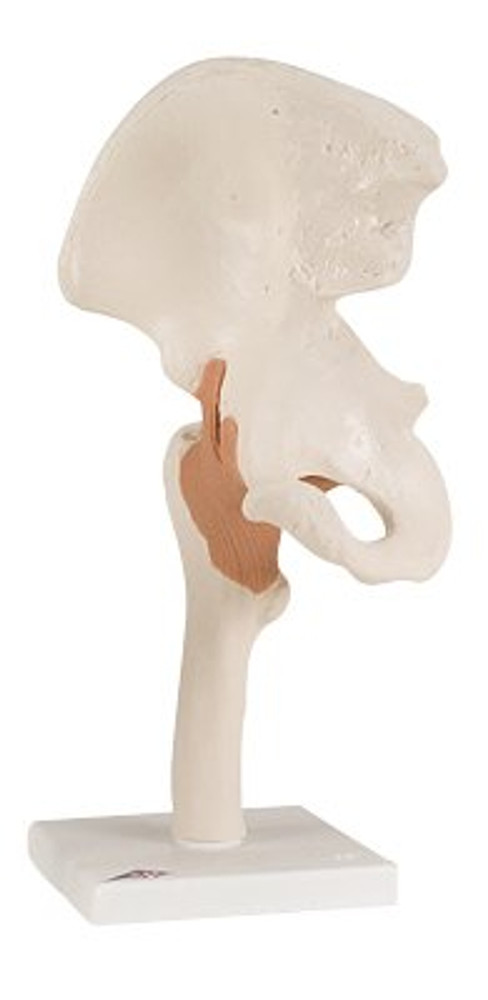 Functional Hip Joint Model 12-4510 Each/1