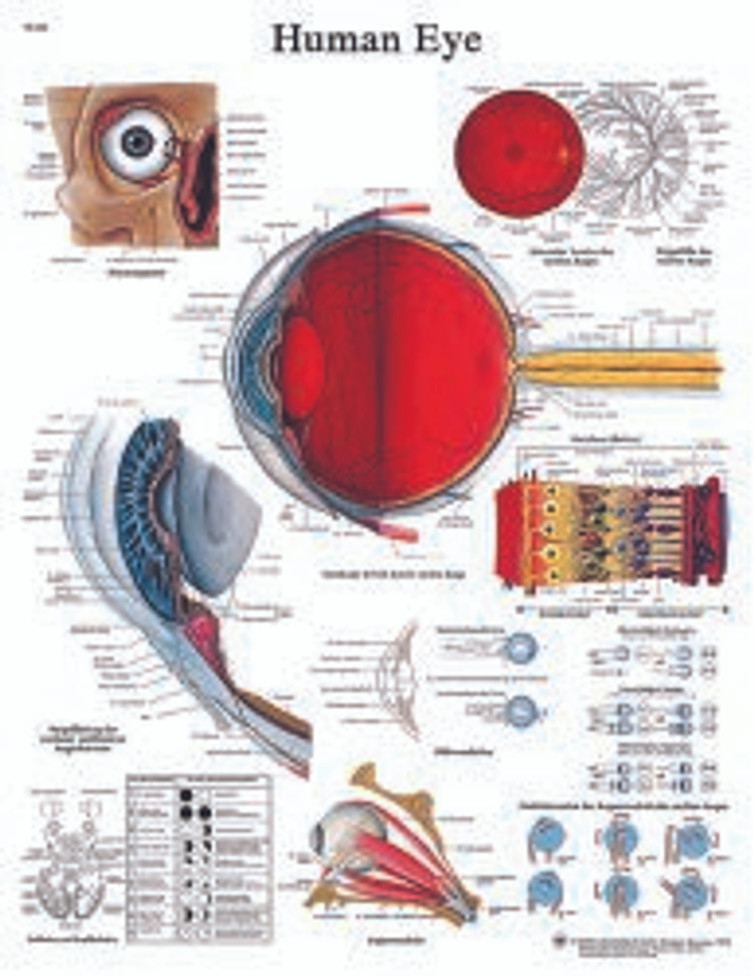 Anatomical Chart Human Eye 20 X 26 Inch Laminated 12-4607L