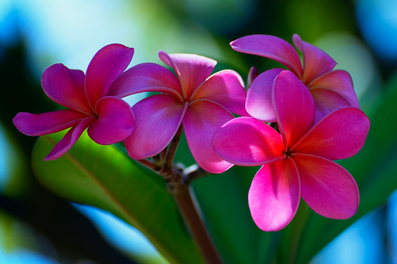 Tropical Pink Plumeria