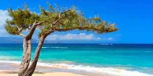 Windswept weathered pine framing a turquoise ocean panoramic view at Baldwin Beach, Maui, Hawaii. Windswept weathered pine framing a turquoise ocean panoramic view at Baldwin Beach, Maui, Hawaii.