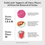 PushCatch® Liver Detox  By Quick Silver From Clinical Nutrition Centers