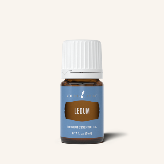 Ledum essential oil is regarded as spiritually cleansing and harmonizing and has a balancing aroma that supports how our body is shaped.