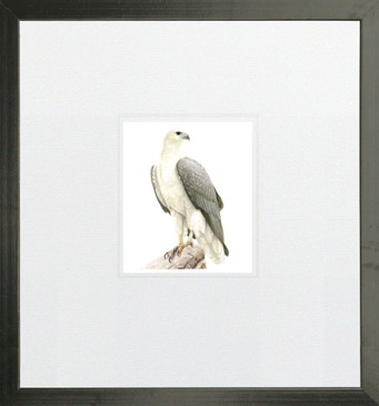 Jeremy Boot, White-Bellied Sea Eagle, Standard Frame Black