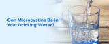 Can Microcystins Be in Your Drinking Water?